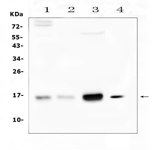 CST3 / Cystatin C Antibody