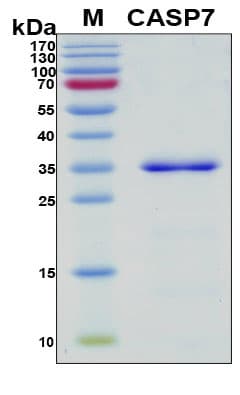 Human CASP7 / Caspase 7 Protein (Recombinant 6His, N-terminus)