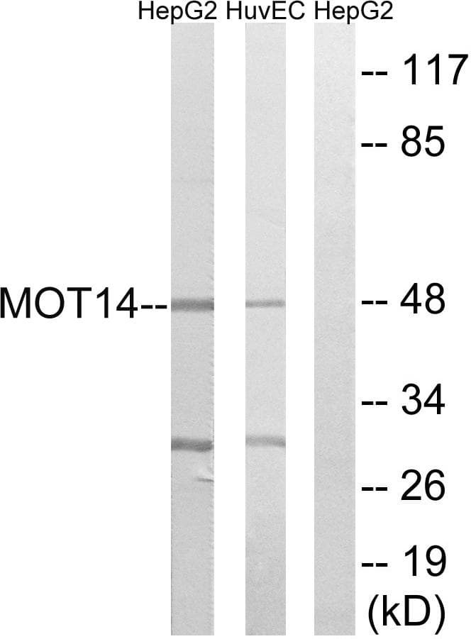 Polyclonal Rabbit anti-Human SLC16A14 / MCT14 Antibody (WB)