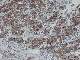 MRPS27 Antibody (clone OTI6E5)