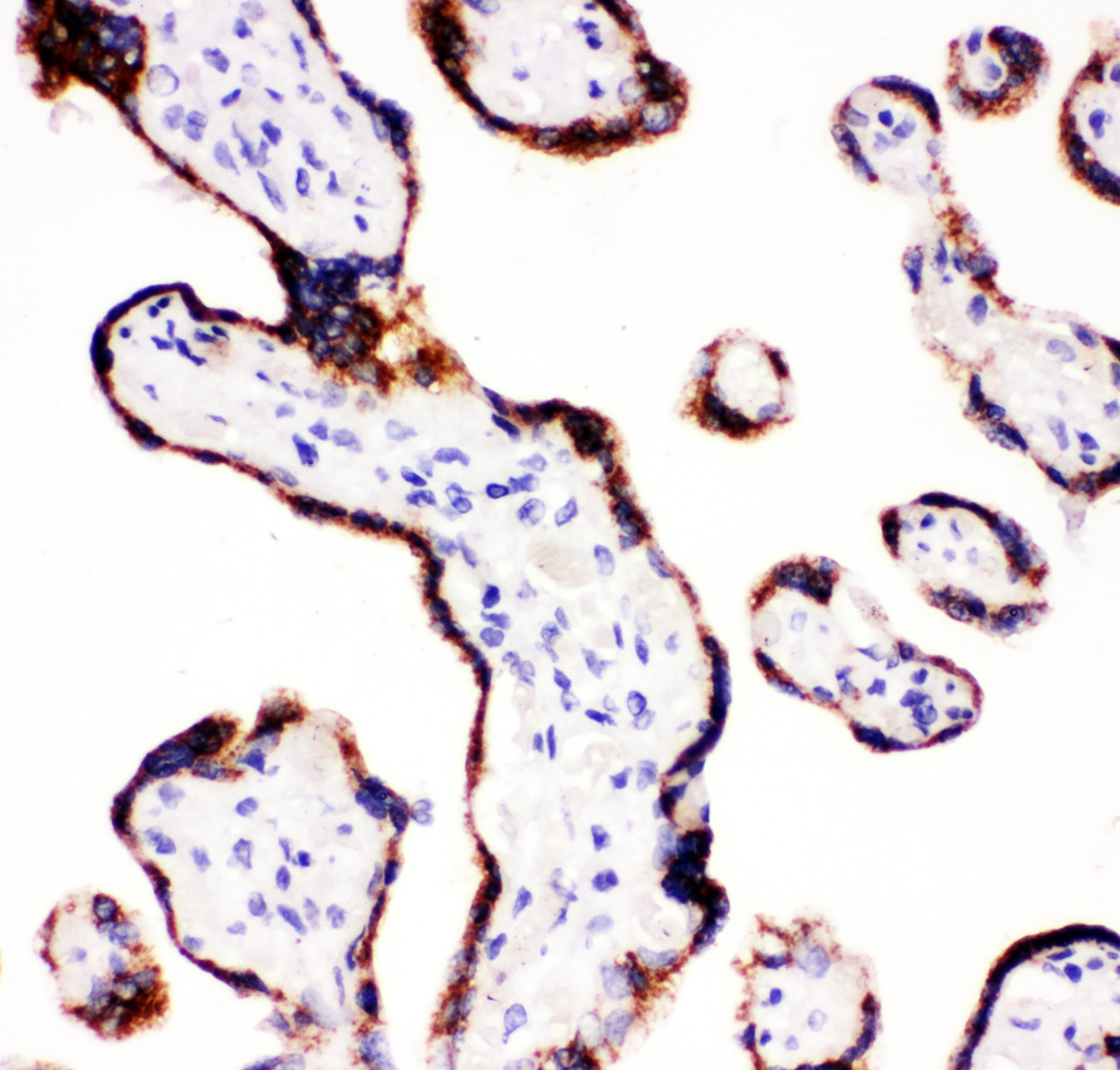 P450SCC / CYP11A1 Antibody (aa507-521)