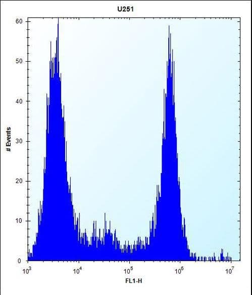 Polyclonal Rabbit anti-Human VPS37B Antibody (aa99-127, WB)