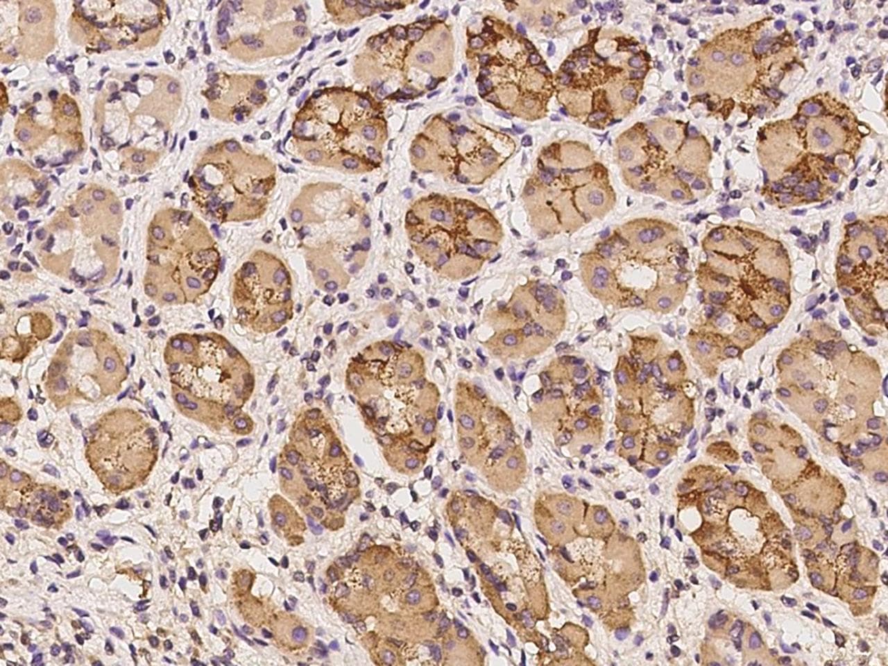 SYS1 Antibody