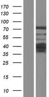 PHACTR2 Protein (Over-Expression Lysate Myc-DDK (Flag))