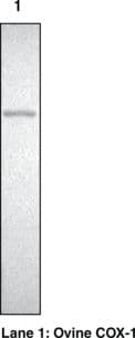 COX / Cyclooxygenase Antibody