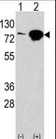 EIF4B Antibody (aa353-382)
