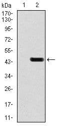 GRIA2 / GLUR2 Antibody (Amino Acid: 652-807, clone 7G6)