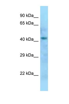 DXO / DOM3Z Antibody (aa85-134)