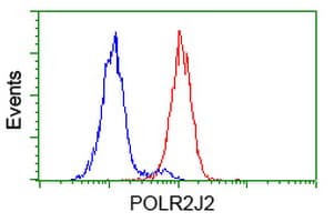 POLR2J2 Antibody (clone OTI1C6)