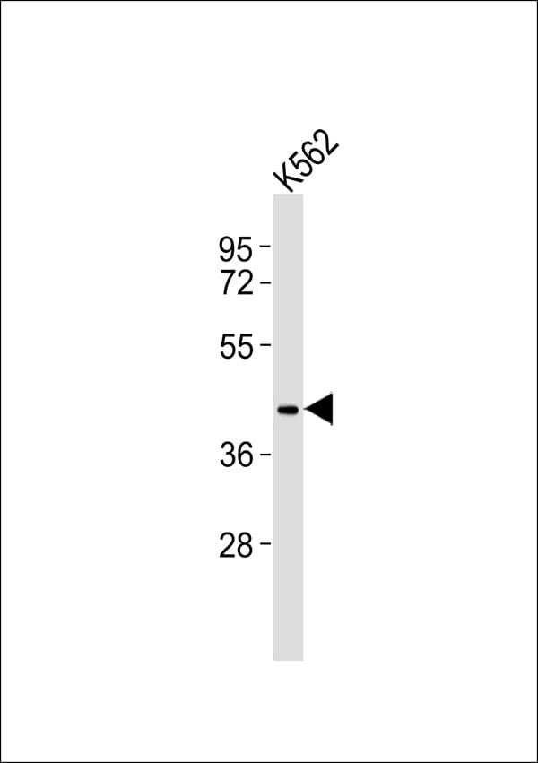 FPR1 / FPR Antibody
