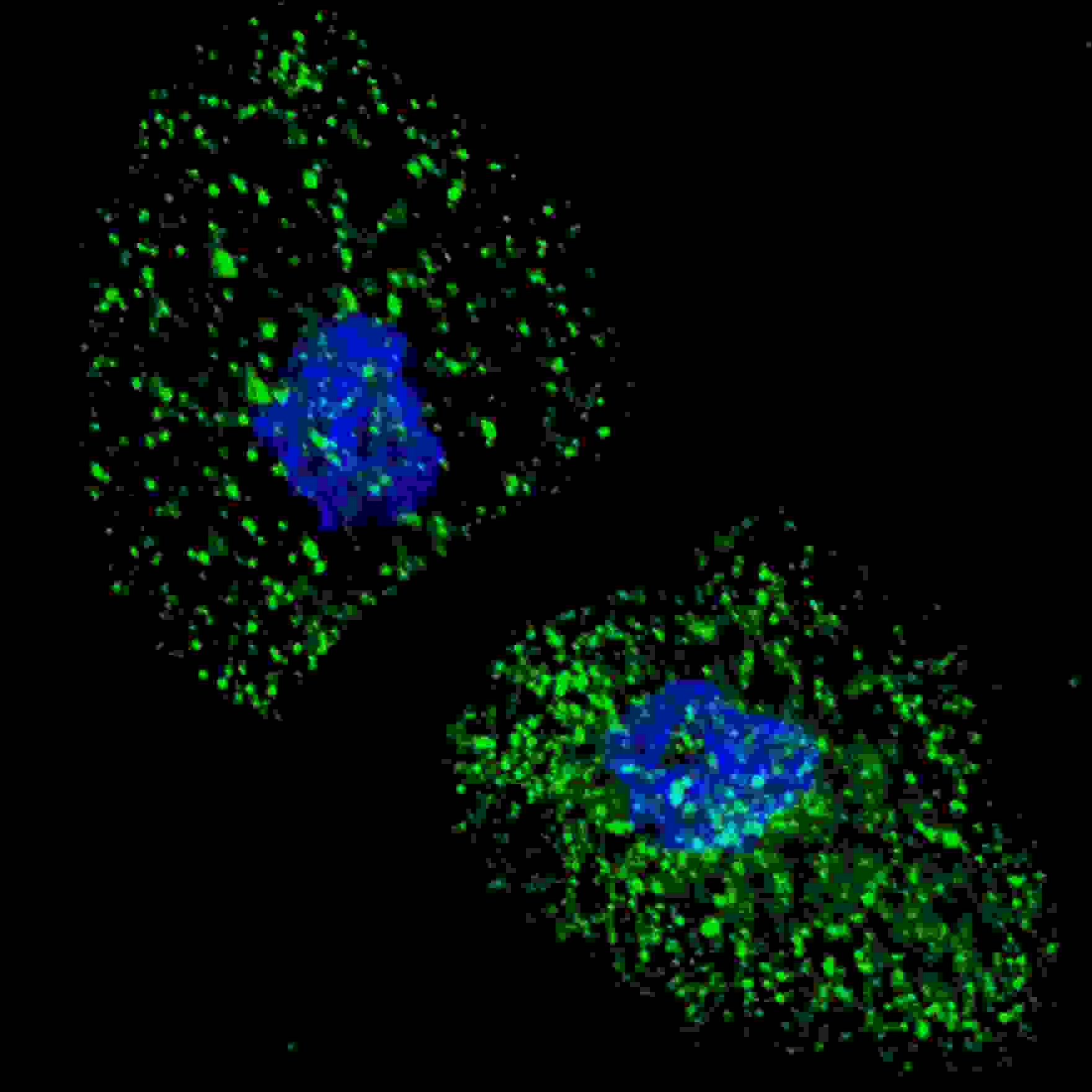 LAMP3 / CD208 Antibody (aa8-38)