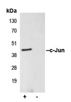 Polyclonal Rabbit anti-Human JUN / c-Jun Antibody (Internal, IHC, WB)