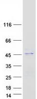 Human INPP5K / SKIP Protein (Recombinant Myc-DDK (Flag))