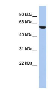 ZNF25 Antibody (C-Terminus)