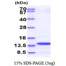 Human IRF3 Protein (Recombinant)