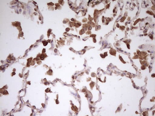HnRNP-E1 / PCBP1 Antibody (aa1-225, clone OTI3D12, Carrier-free)