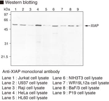 XIAP Antibody (clone 2F1)