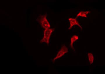 OR13G1 Antibody