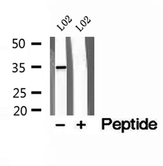 STX11 / Syntaxin 11 Antibody