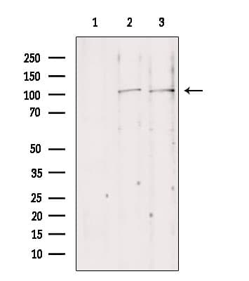 NLRX1 Antibody
