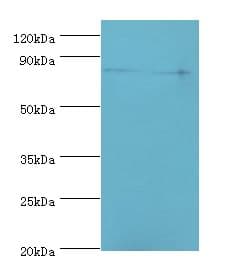 ANAPC5 / APC5 Antibody (aa1-250)