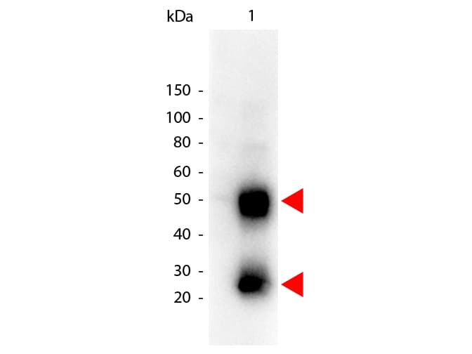 Goat Anti-Mouse IgG Secondary Antibody (HRP)