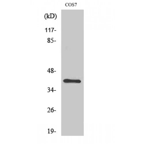ZNF134 Antibody (90-170 aa, Internal)