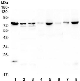 POMT2 Antibody