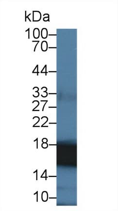 PPIA / Cyclophilin A Antibody (aa2-165, APC)