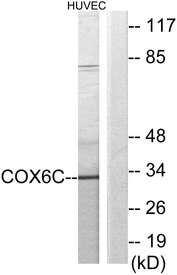 COX6C Antibody