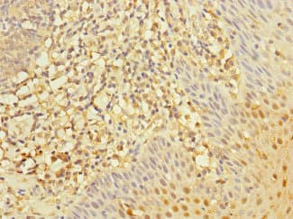 RGS10 Antibody