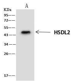 HSDL2 Antibody