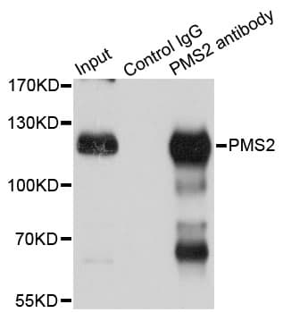 PMS2 Antibody