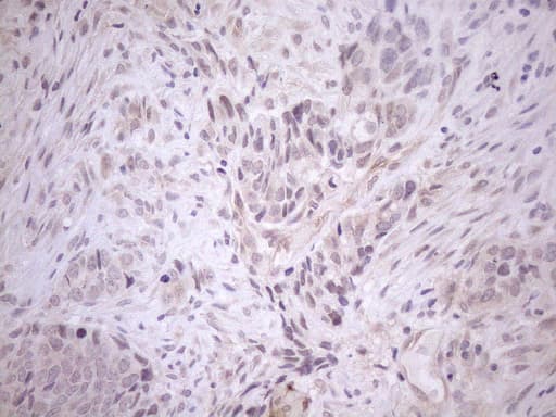CIAPIN1 / Anamorsin Antibody (aa97-312, clone OTI5A6, Carrier-free)