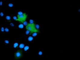 MICAL1 / MICAL Antibody (clone OTI6H4)