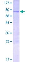 Human BEND4 Protein (Recombinant GST)