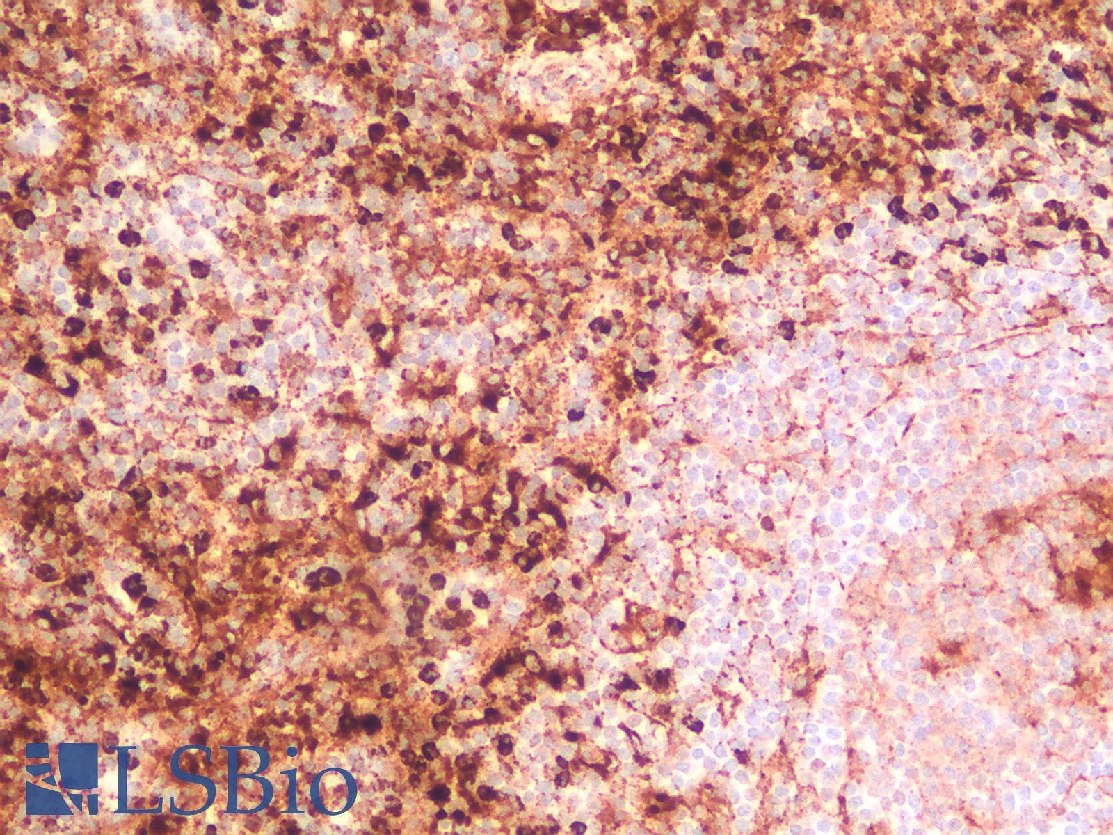 PathPlus™ CD63 Antibody (clone rMX-49.129.5)