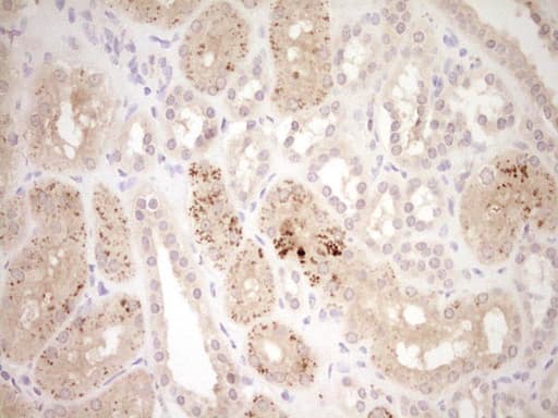 ADAMTS4 Antibody (aa296-577, clone OTI6F8, Carrier-free)