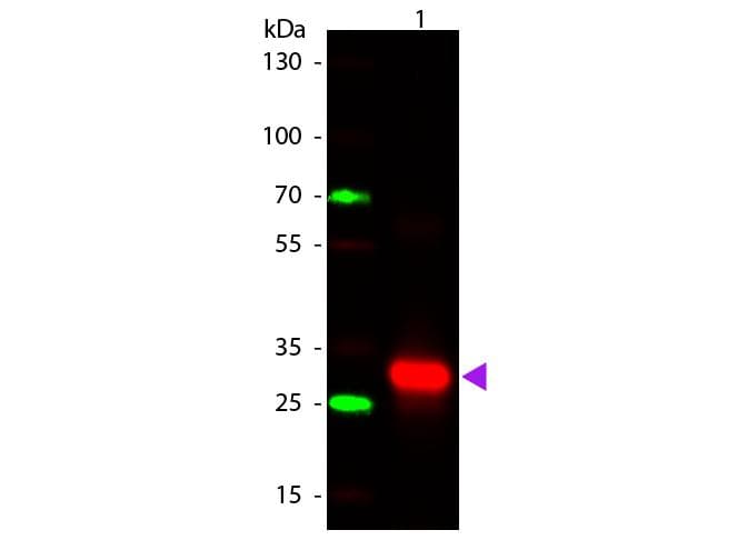 Polyclonal Rabbit Anti-Human IgG Fc Secondary Antibody (IHC, WB)