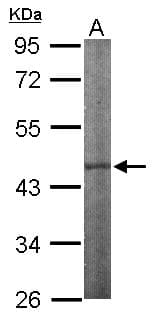 IPMK Antibody (aa26-295)
