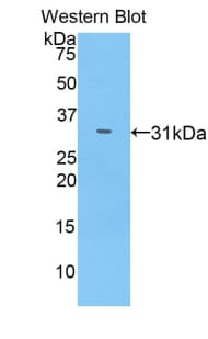 IL17RC Antibody (aa73-330, PE)