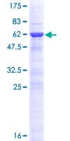 Human DNAJC8 Protein (Recombinant GST)