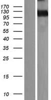 MEGF10 Protein (Over-Expression Lysate Myc-DDK (Flag))