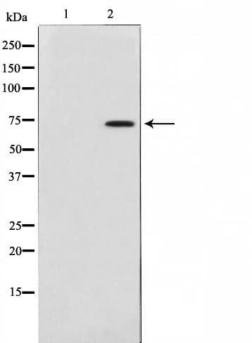 TAF6L Antibody