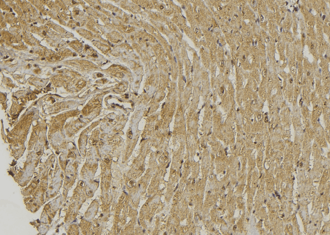 PRKCDBP / CAVIN3 Antibody