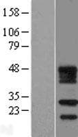FDX1L Protein (Over-Expression Lysate Myc-DDK (Flag))