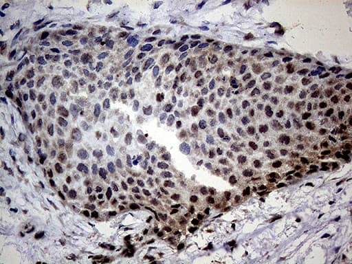 SSU72 Antibody (clone OTI5A1, Carrier-free)