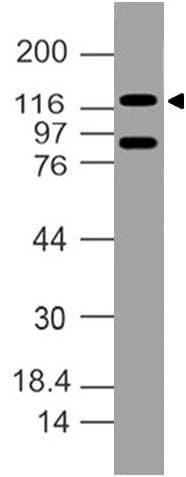 DDB1 Antibody