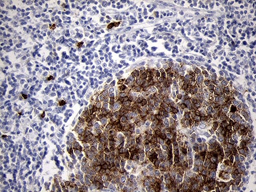 MME / CD10 Antibody (aa411-750, clone OTI2A4, Carrier-free)