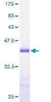 Human SH3BGRL Protein (Recombinant GST)